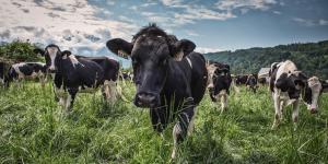 Animal Care - Sponsors & Funding